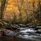 Golden Glow Art Print