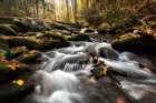 Fallen Leaves III Art Print