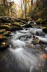 Fallen  Leaves IV Art Print
