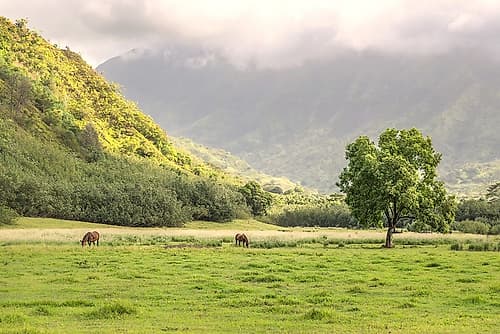 Kauai Grazing Landscape Print