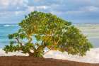 Beachside Tree Art Print
