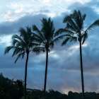 Palm Silhouette II Art Print