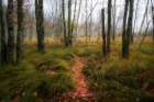 Autumns Path Art Print