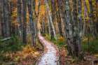 Autumn Boardwalk II Art Print