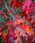 Autumn Oak Art Print
