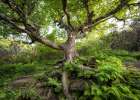 Rugged Roots II Art Print