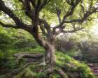 Rugged Roots III Art Print