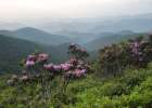 Parkway Spring I Art Print