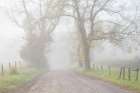 Fog on Sparks Lane Art Print