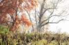 Woodland Colors Art Print