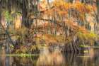 Colors of the Bayou Art Print