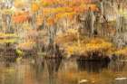 Bayou Autumn I Art Print