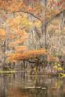 Big Cypress I Art Print