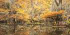 Bayou Autumn II Art Print