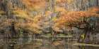 Big Cypress II Art Print