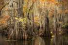 Bayou Autumn III Art Print