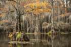 Bayou Autumn III Art Print