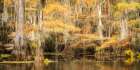 Bayou Auutmn IV Art Print