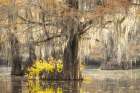 A Touch of Yellow Art Print