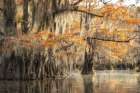Bayou Autumn V Art Print