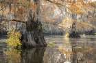 Bayou Magic III Art Print