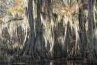 Bayou Magic V Art Print