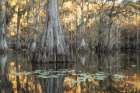 Reflecting Gold Art Print