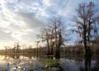 Bayou Sunrise IV Art Print