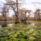 Lily Pads I Art Print