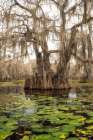 Lily pads II Art Print
