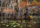 Lily Pads III Art Print