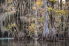 Bearded Cypress Art Print