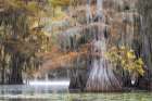 Mist on Big Cypress Bayou Art Print