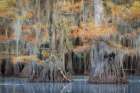 Bayou Blues Art Print