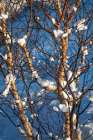 Snow Balls I Art Print