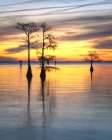 Cypress Sunrise I Art Print