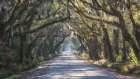 Tree Tunnel I Art Print