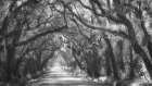 Tree Tunnel II Art Print
