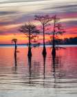 Cypress Sunrise II Art Print