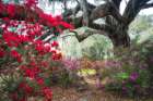 Under the Oaks I Art Print