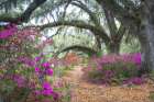 Under the Oaks III Art Print