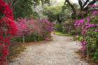 Azelea Path Art Print