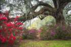 Under the Oaks IV Art Print