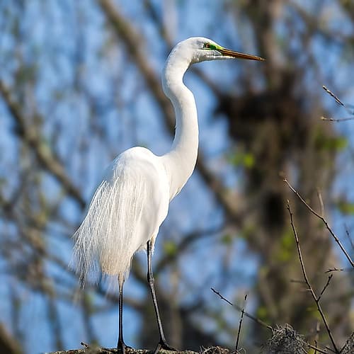 Standing Proud Art Print