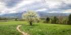 Dogwood Panorama Art Print