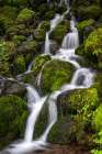 Threading the Moss Art Print