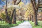 Sunrise on Sparks Lane Art Print