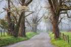 Fog on Sparks Lane Art Print