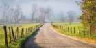 Fog on Hyatt lane Art Print
