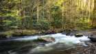 Tremont Bottoms Art Print
